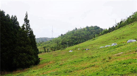 岐山草原。通訊員 洪琳 攝