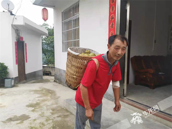 蔡政剛采摘一背簍豐水梨背回家。華龍網(wǎng)—新重慶客戶端 冉長(zhǎng)軍 攝